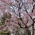 実際訪問したユーザーが直接撮影して投稿した麹町公園千鳥ヶ淵公園の写真