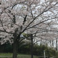 実際訪問したユーザーが直接撮影して投稿した亥鼻公園亥鼻公園の写真