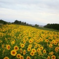 実際訪問したユーザーが直接撮影して投稿した泉郷アイスクリーム花茶の写真