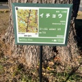 実際訪問したユーザーが直接撮影して投稿した久野公園大イチョウの写真