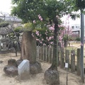 実際訪問したユーザーが直接撮影して投稿した桜井町神社首途八幡宮の写真