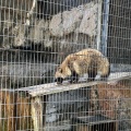 実際訪問したユーザーが直接撮影して投稿した老松町動物園野毛山動物園の写真