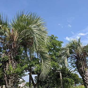 実際訪問したユーザーが直接撮影して投稿した高松公園高松南公園の写真