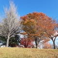 実際訪問したユーザーが直接撮影して投稿した桑野公園大島中央公園の写真