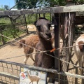 実際訪問したユーザーが直接撮影して投稿した山小川動物園アニマルワンダーリゾウト 市原ぞうの国の写真