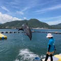 実際訪問したユーザーが直接撮影して投稿した津田町鶴羽水族館 / アクアリウム日本ドルフィンセンターの写真