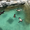 実際訪問したユーザーが直接撮影して投稿した宿町水族館 / アクアリウム長崎ペンギン水族館の写真