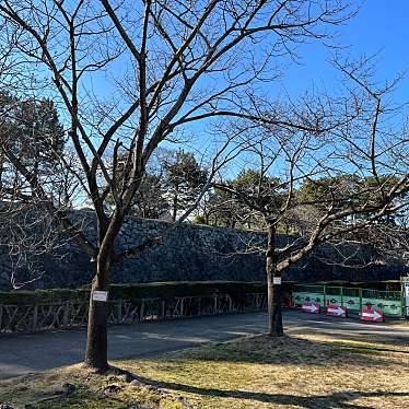 実際訪問したユーザーが直接撮影して投稿した本丸自然名所きんさんぎんさんの桜の写真