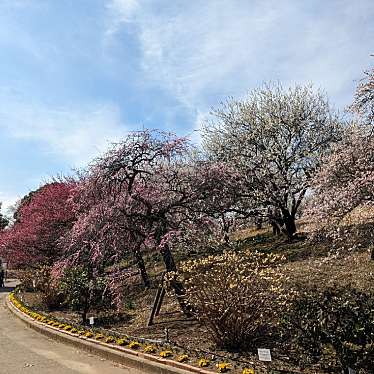 実際訪問したユーザーが直接撮影して投稿した布施公園あけぼの山農業公園の写真