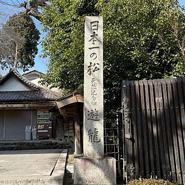 実際訪問したユーザーが直接撮影して投稿した名木善峰寺の遊竜松の写真