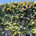 実際訪問したユーザーが直接撮影して投稿した牛島花のきれいなスポット藤花園の写真