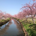 実際訪問したユーザーが直接撮影して投稿した笠松町公園笠松河津桜ロードの写真