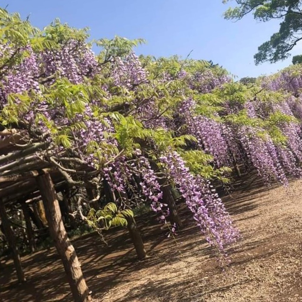 実際訪問したユーザーが直接撮影して投稿した牛島花のきれいなスポット藤花園の写真