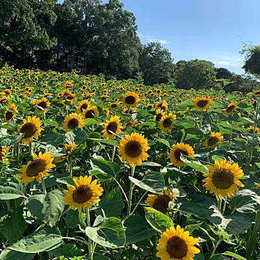 長居公園のundefinedに実際訪問訪問したユーザーunknownさんが新しく投稿した新着口コミの写真