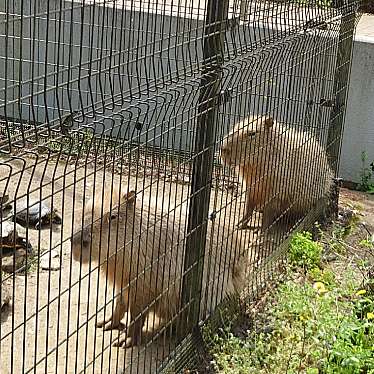 実際訪問したユーザーが直接撮影して投稿した高鼻町動物園大宮公園小動物園の写真