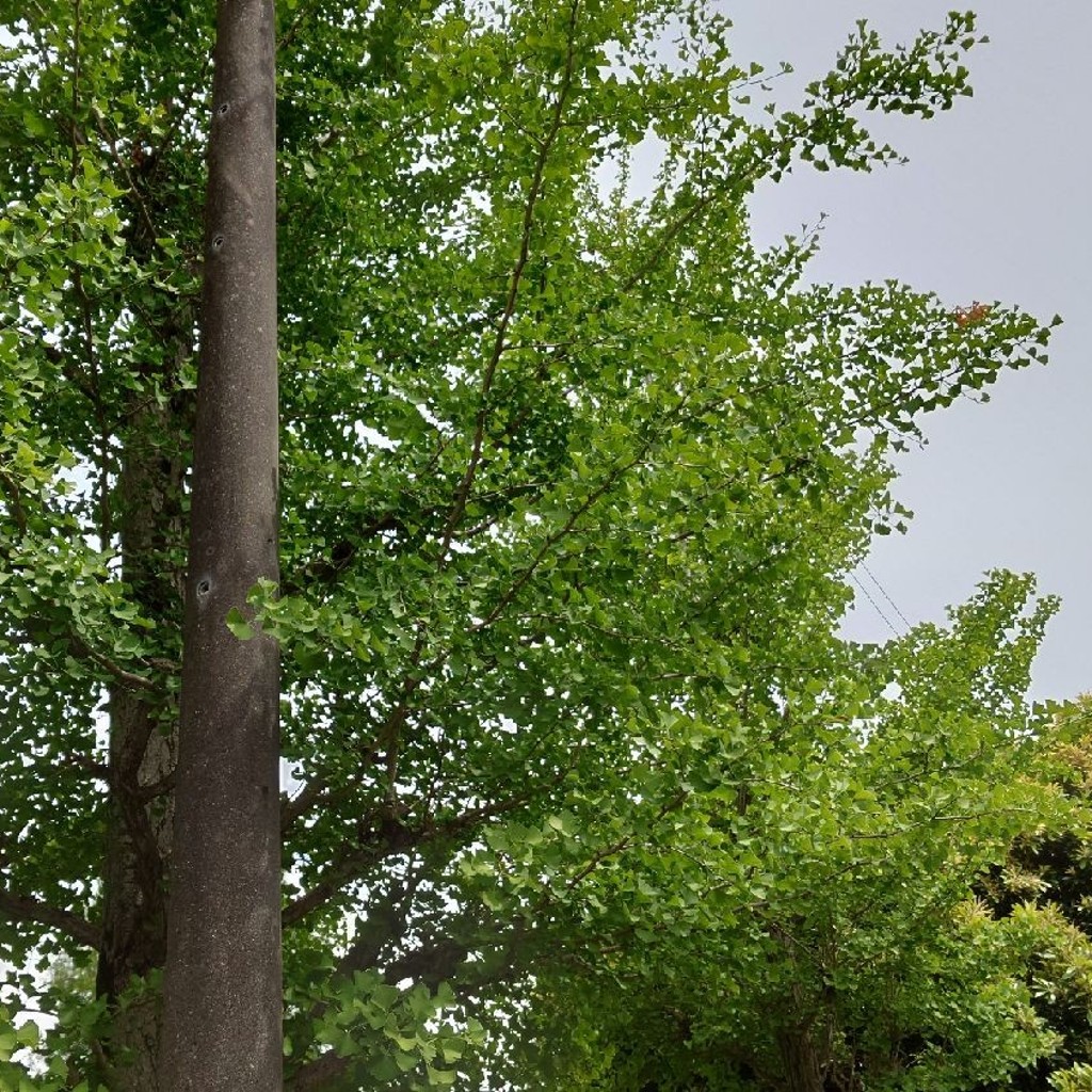 実際訪問したユーザーが直接撮影して投稿した西公園イチョウ公園の写真