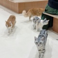 実際訪問したユーザーが直接撮影して投稿した白鳥町カフェCat Cafe MOFF イオンモール豊川店の写真