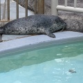 実際訪問したユーザーが直接撮影して投稿した戸賀塩浜水族館 / アクアリウム男鹿水族館GAOの写真