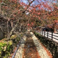 実際訪問したユーザーが直接撮影して投稿した大社町杵築東神社出雲大社 拝殿の写真