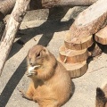 実際訪問したユーザーが直接撮影して投稿した欠町動物園岡崎市東公園 動物園の写真