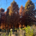 実際訪問したユーザーが直接撮影して投稿した谷中公園しょうぶ沼公園の写真