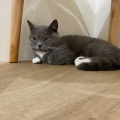 実際訪問したユーザーが直接撮影して投稿した白鳥町カフェCat Cafe MOFF イオンモール豊川店の写真