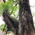 実際訪問したユーザーが直接撮影して投稿した西山町カフェ茶寮 報鼓の写真