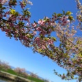 実際訪問したユーザーが直接撮影して投稿した笠松町公園笠松河津桜ロードの写真