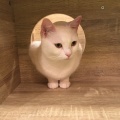 実際訪問したユーザーが直接撮影して投稿した外神田テーマカフェ猫カフェ モカ 秋葉原店の写真