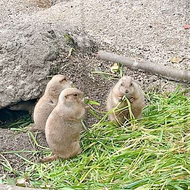 上野動物園のundefinedに実際訪問訪問したユーザーunknownさんが新しく投稿した新着口コミの写真