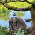 実際訪問したユーザーが直接撮影して投稿した宝永庭園養浩館庭園の写真