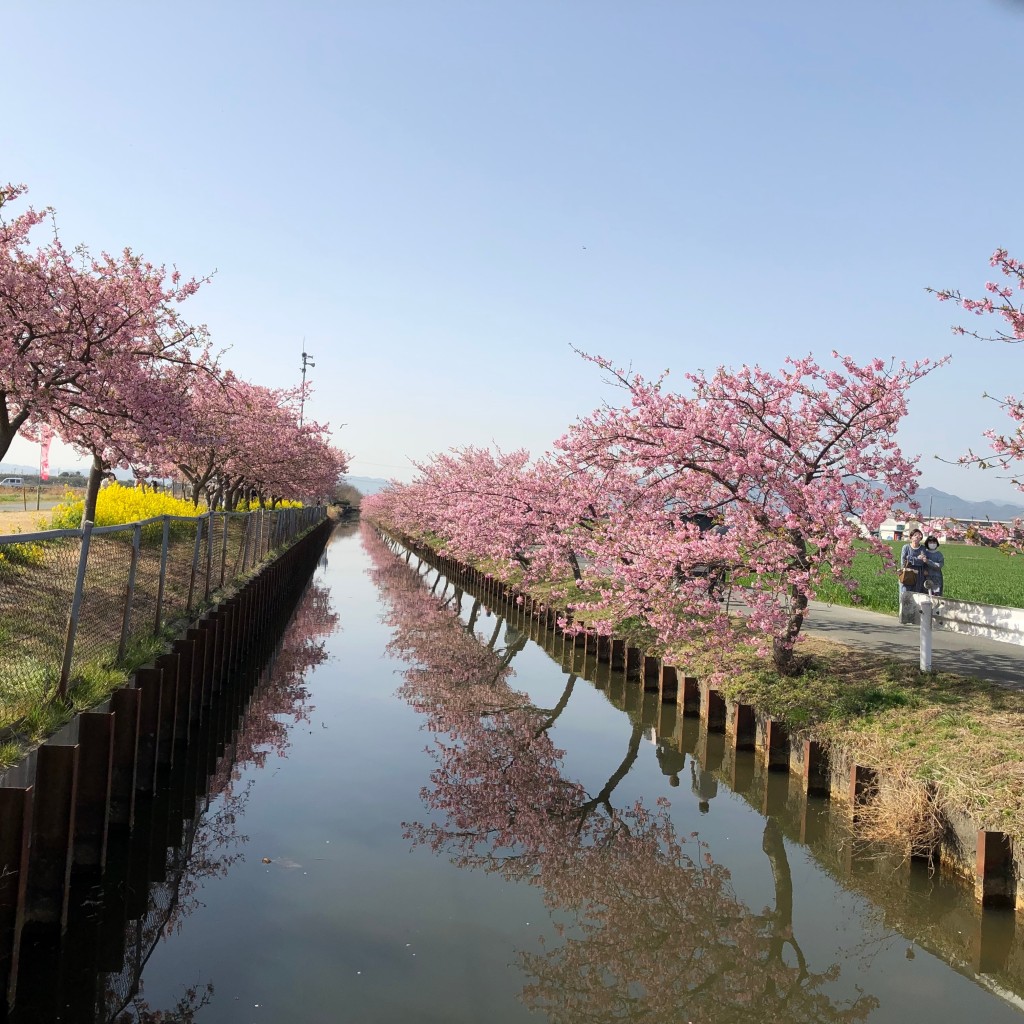 実際訪問したユーザーが直接撮影して投稿した笠松町公園笠松河津桜ロードの写真