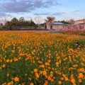 実際訪問したユーザーが直接撮影して投稿した浄谷町公園ひまわりの丘公園の写真