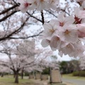 実際訪問したユーザーが直接撮影して投稿したおゆみ野公園千葉市おゆみ野さくら公園の写真