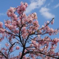 実際訪問したユーザーが直接撮影して投稿した笠松町公園笠松河津桜ロードの写真