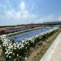 実際訪問したユーザーが直接撮影して投稿した南浜町公園石巻南浜津波復興祈念公園の写真