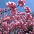 実際訪問したユーザーが直接撮影して投稿した和田山公園本牧山頂公園の写真