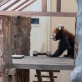 実際訪問したユーザーが直接撮影して投稿した東旭川町倉沼動物園旭川市旭山動物園の写真