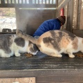 実際訪問したユーザーが直接撮影して投稿した小浜町雲仙その他飲食店雲仙地獄工房(温泉たまご販売)の写真