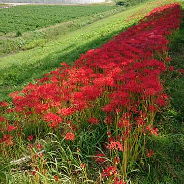 実際訪問したユーザーが直接撮影して投稿した南濃町津屋花のきれいなスポット津屋川堤防の写真