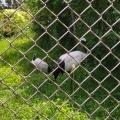 実際訪問したユーザーが直接撮影して投稿した鶴丘動物園釧路市丹頂鶴自然公園の写真