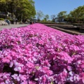 実際訪問したユーザーが直接撮影して投稿した原町公園春日公園の写真