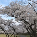 実際訪問したユーザーが直接撮影して投稿した開成公園開成山公園の写真