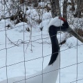 実際訪問したユーザーが直接撮影して投稿した鶴丘動物園釧路市丹頂鶴自然公園の写真