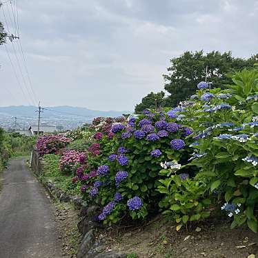 実際訪問したユーザーが直接撮影して投稿した山田町散策路山田あじさいロードの写真