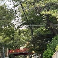 実際訪問したユーザーが直接撮影して投稿した田園調布本町地域名所桜橋の写真