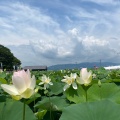 実際訪問したユーザーが直接撮影して投稿した森川町自然名所森川花はす田の写真