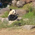 実際訪問したユーザーが直接撮影して投稿した上野公園動物園上野動物園 パンダのもりの写真