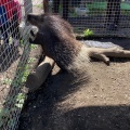 実際訪問したユーザーが直接撮影して投稿した芦田八ケ野遊園地 / テーマパーク白樺リゾート 池の平ファミリーランドの写真