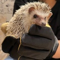 実際訪問したユーザーが直接撮影して投稿した神宮前テーマカフェHedgehog Cafe HARRY 原宿駅前店の写真